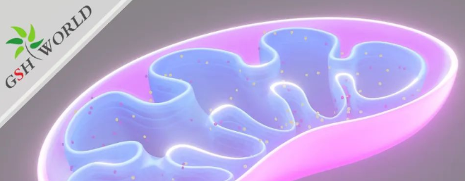 ATP——维持生命的能量基础