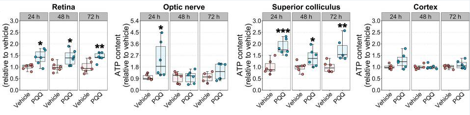 古特生物 PQQ给药对体内视觉系统组织ATP水平的影响