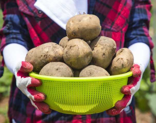 古特生物 氧化型谷胱甘肽功能与作用