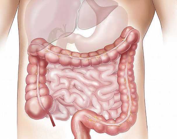 古特生物 NMN在肠道健康中的作用
