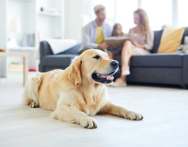 SAMe改善认知功能