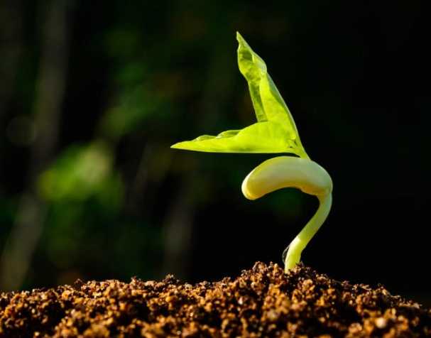 缓解多种非生物胁迫