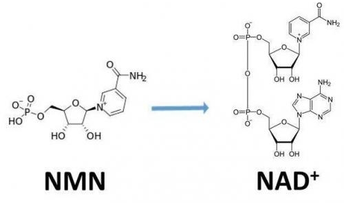 从生物学角度看NMN:为何能延缓衰老和提高免疫力？